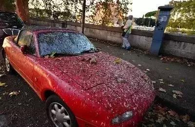 汽車露天停車注意事項 車停樹下隱患太多需謹慎